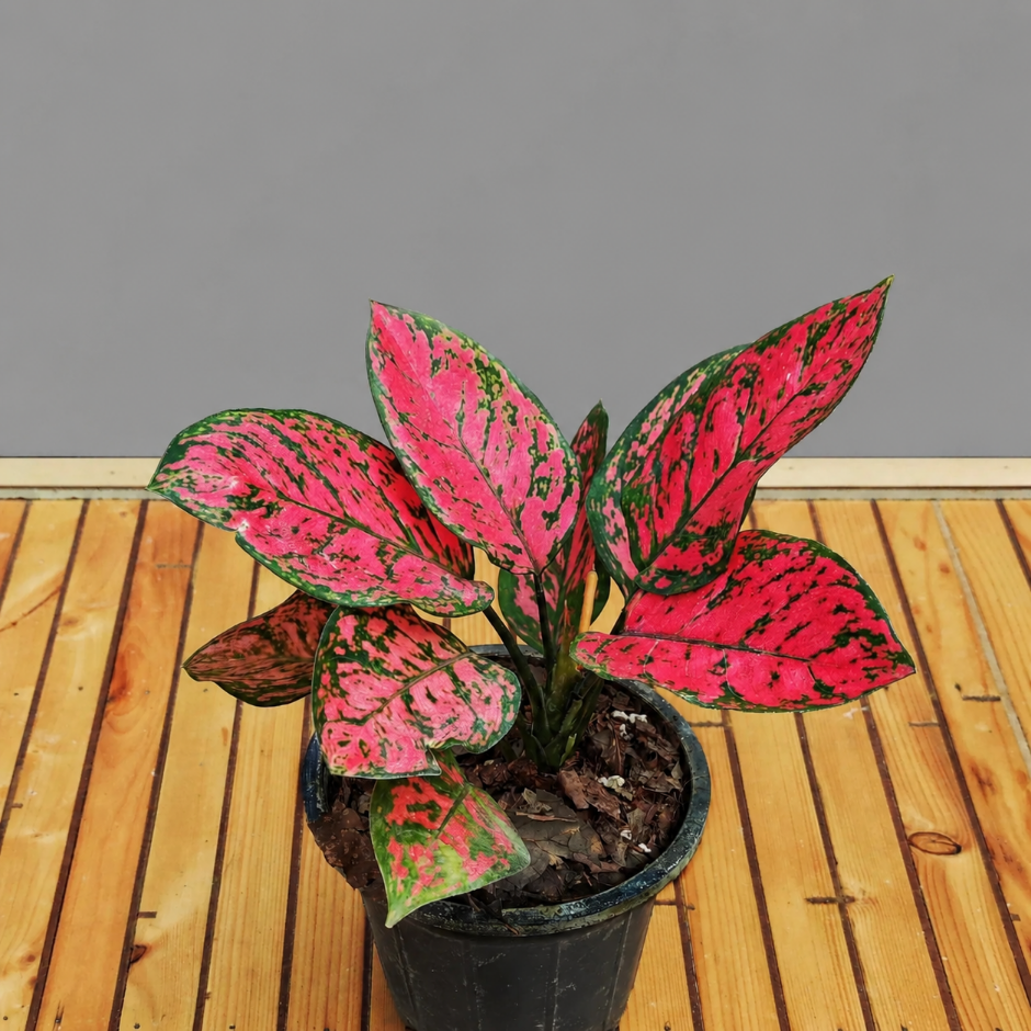  آگلونما ولنتاین 