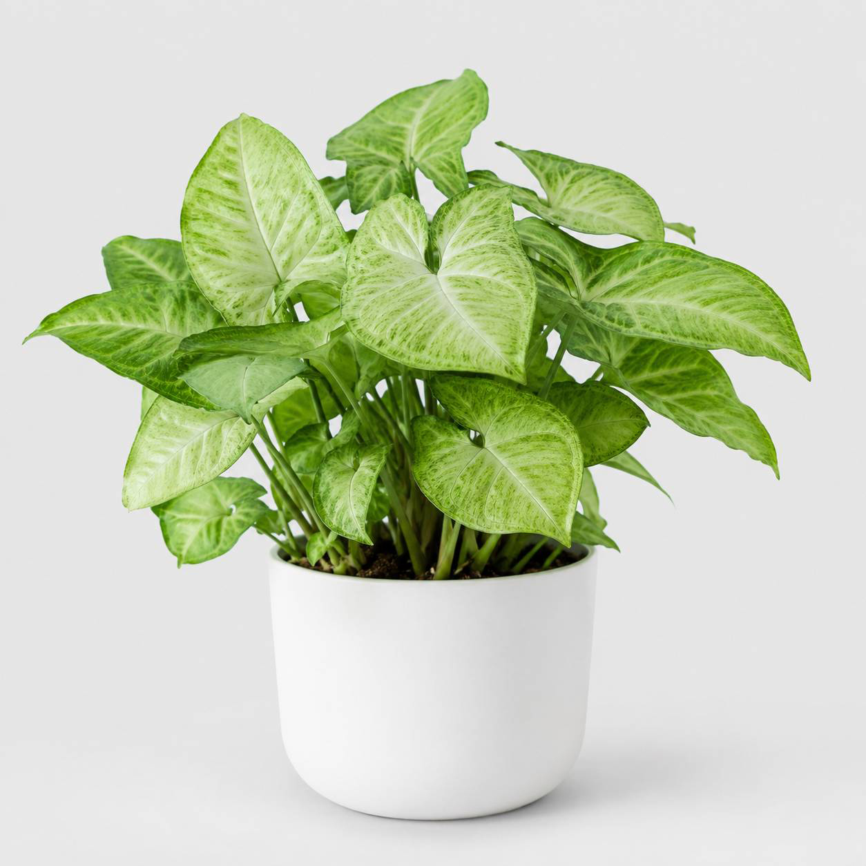 list item image